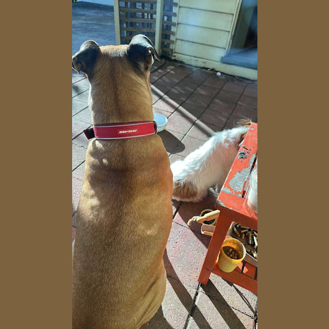 Photo of Hooch