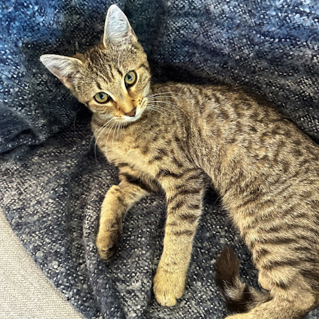 Photo of Twinkle