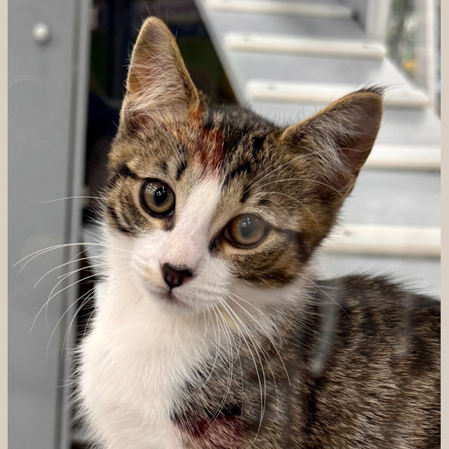 Photo of Speed Snail