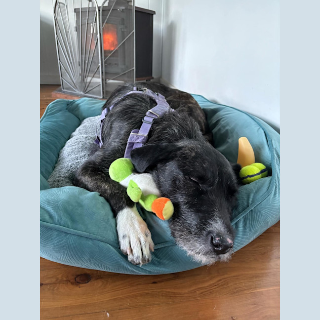 Photo of Sooty   18 Month Old Wolfhound X