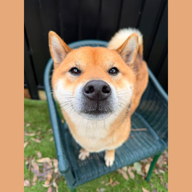 Photo of Loki