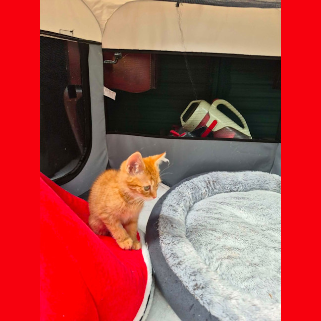 Photo of Rip Curl**2nd Chance Cat Rescue**