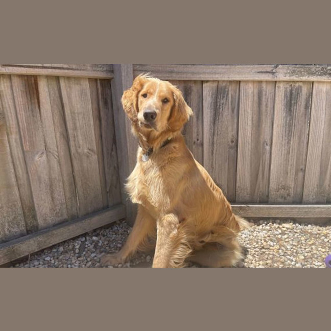 Photo of Basil