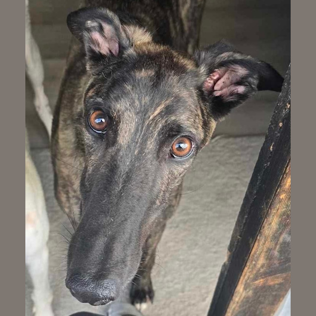 Photo of Claude The Greyhound