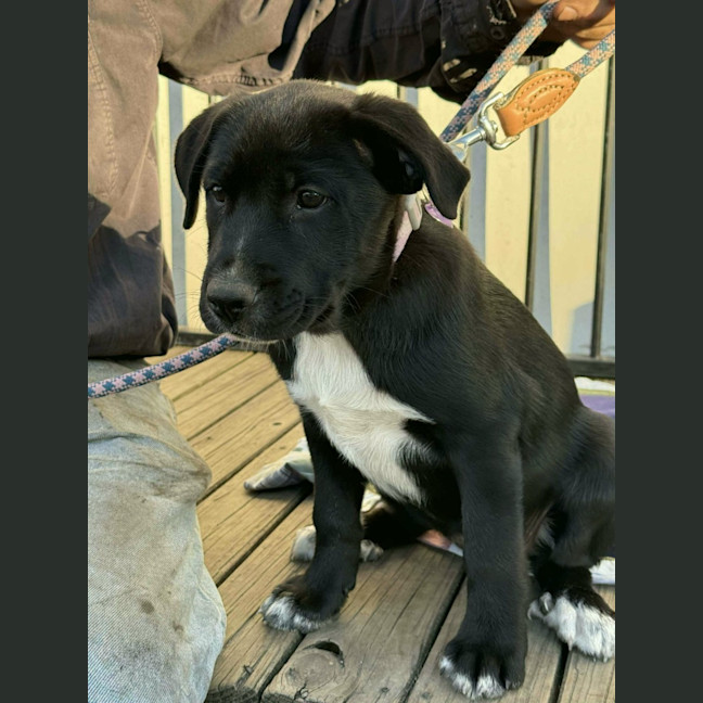 Photo of Ruby