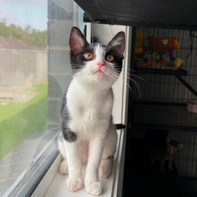 Photo of Pebbles 🥰🍒🥰