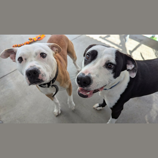 Photo of Patch & Chief