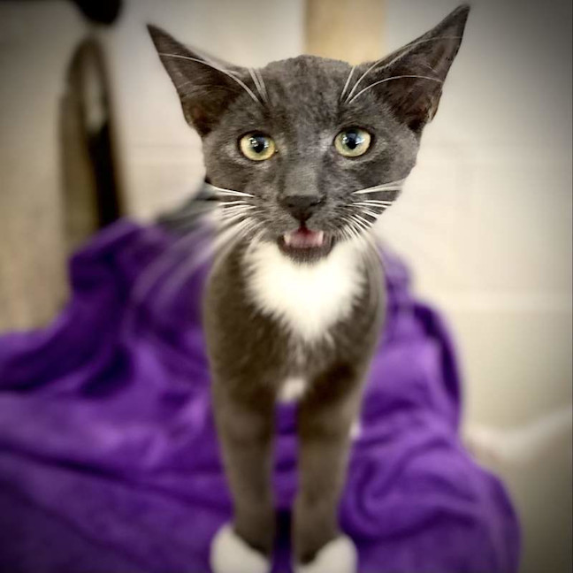 Photo of Jasper