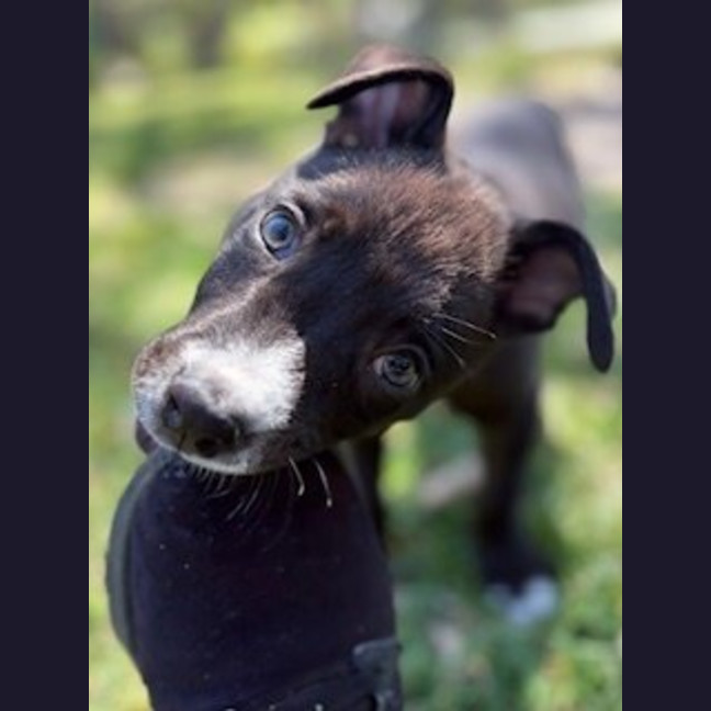 Photo of Jule Now Pepper