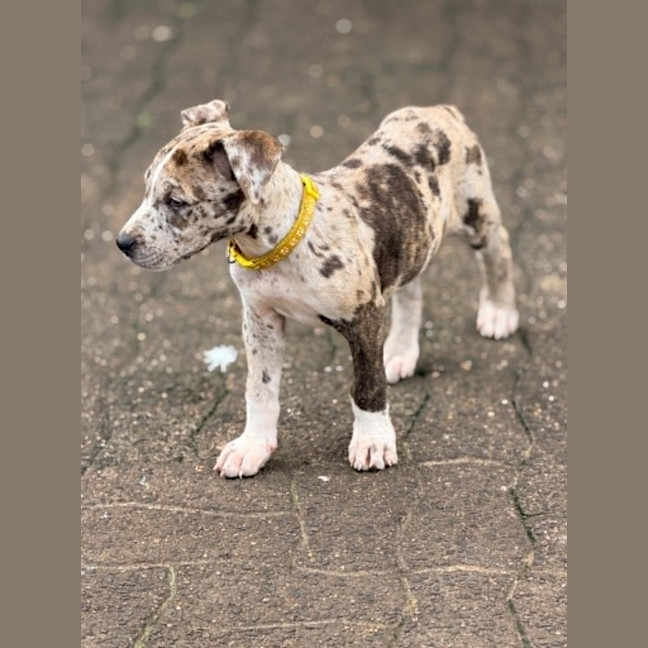 Photo of Lila