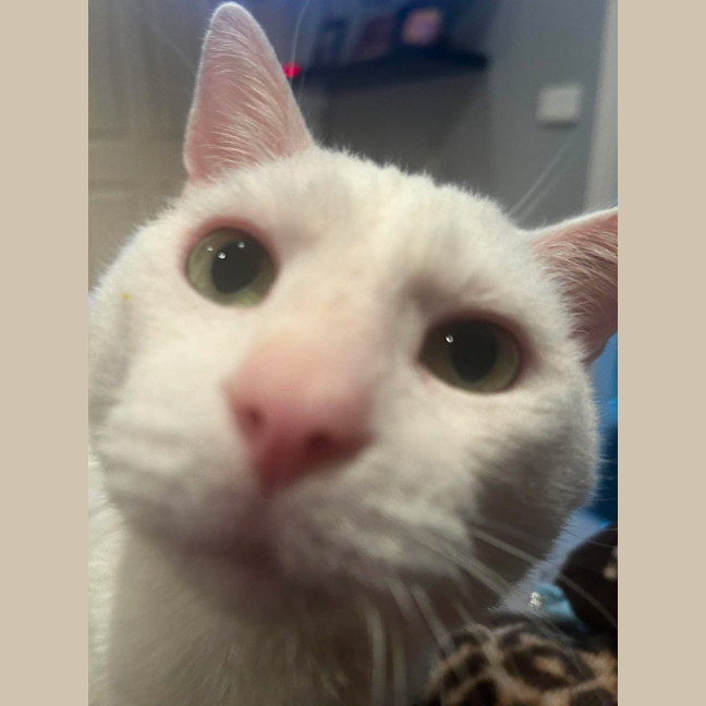 Photo of Puffin