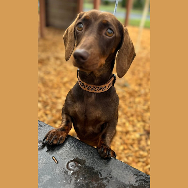 Photo of Penny
