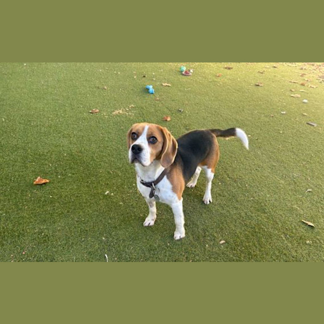 Photo of Beagley