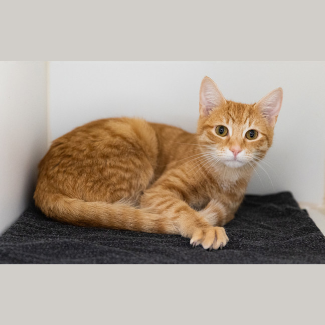 Photo of Nala