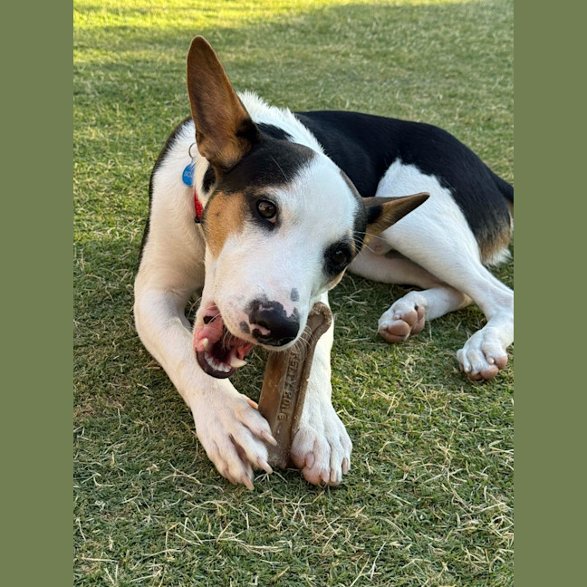 Photo of Dancer (Solo)