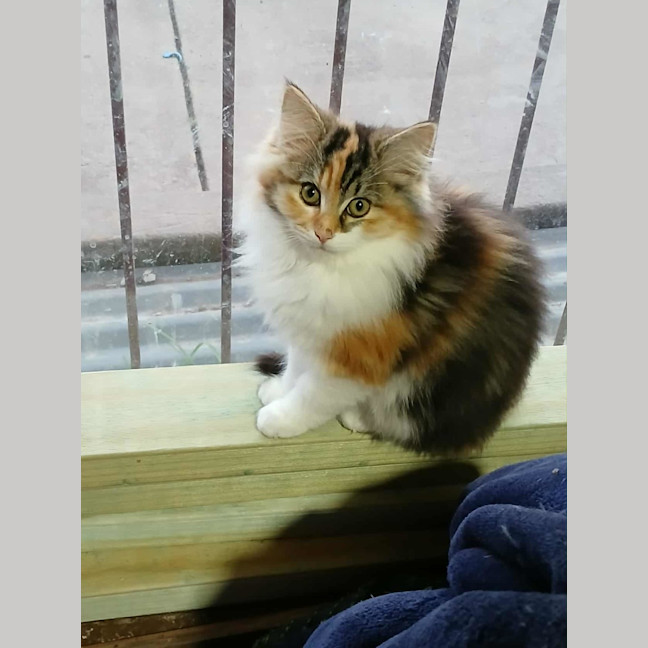 Photo of Queen Cattitude * 9 Lives Project Rescue*