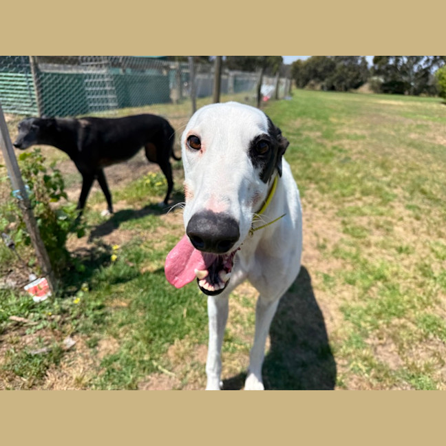 Photo of Otis