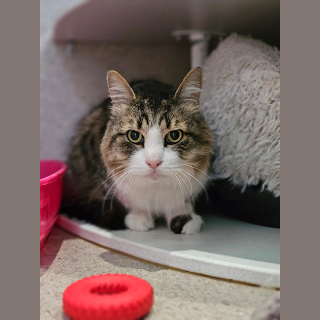 Photo of Tonka Truck