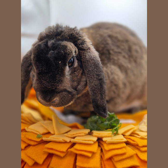 Photo of Taz