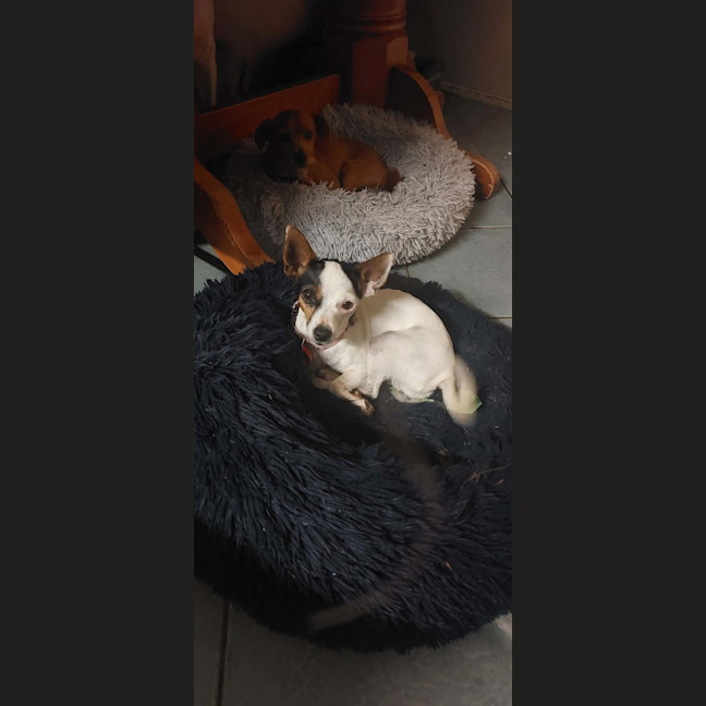 Photo of Rat And Mouse