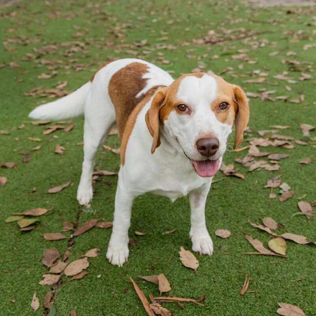 Photo of Lachdown