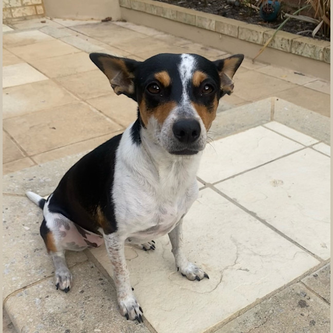 Photo of Pepsi (Was Audrey)