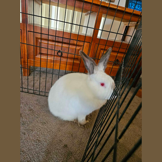 Photo of Pearl