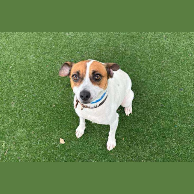 Photo of Rocky Imp 155