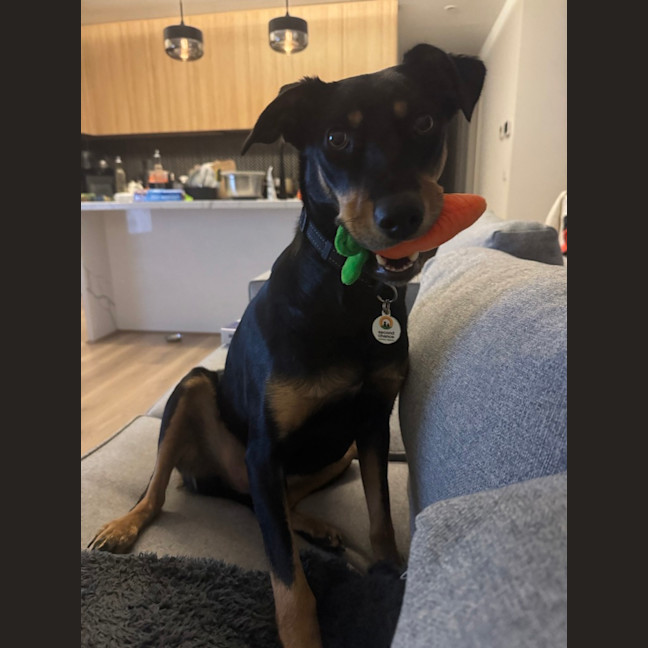Photo of Ruby
