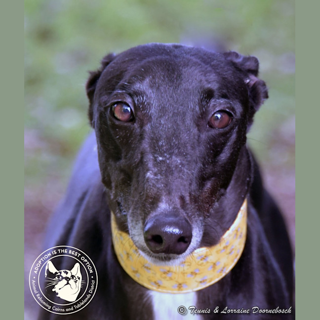 Photo of Charlotte (Jingalong Lottie)