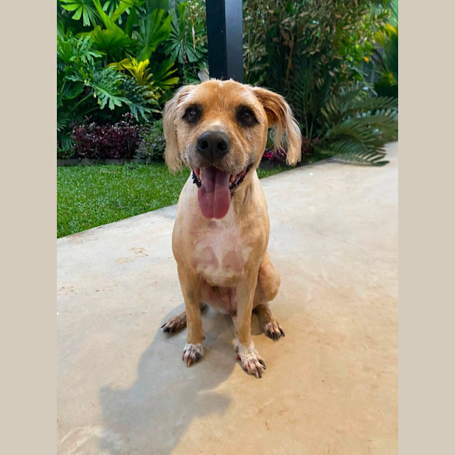 Photo of Koda