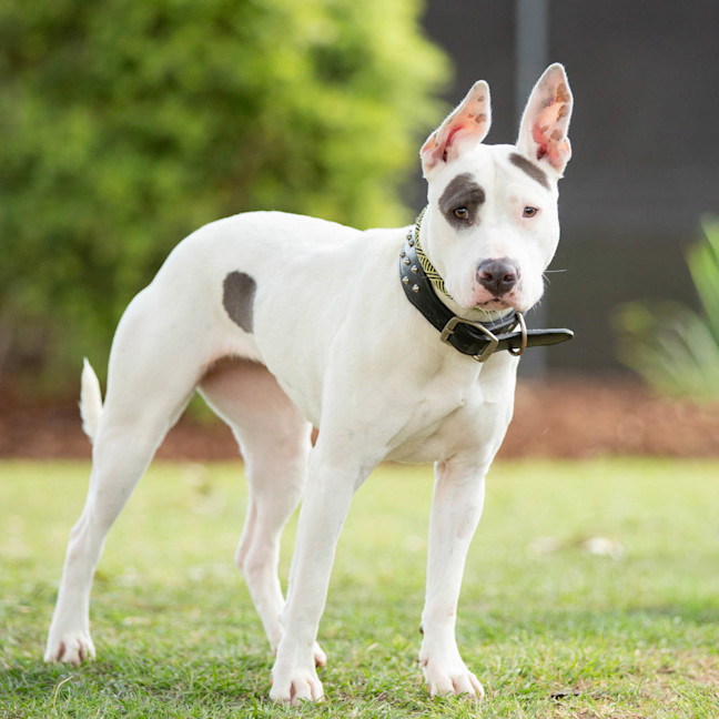 Photo of Jetta