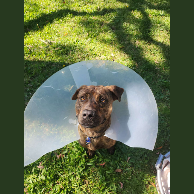 Photo of Maverick 🐴 1.5yo, Staffy X Rotti(on Trial 8/11/25