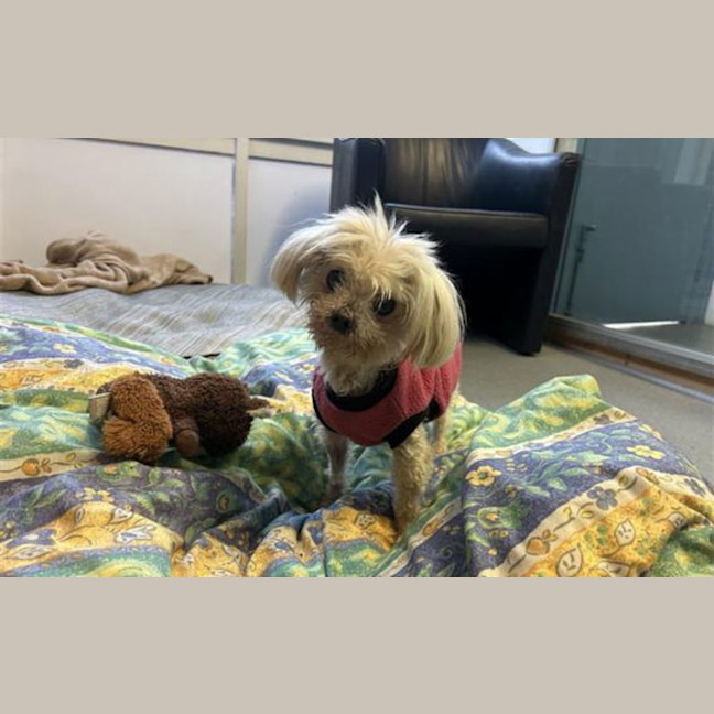 Photo of Lily