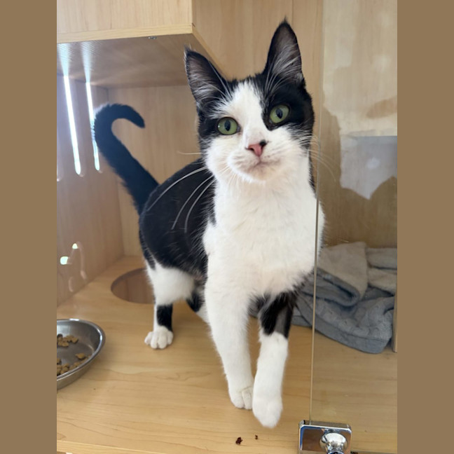 Photo of Zarah Available Pet Quarters Morisset