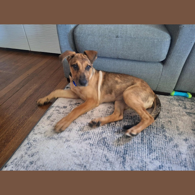 Photo of Gabby   5 Month Old German Shepherd X