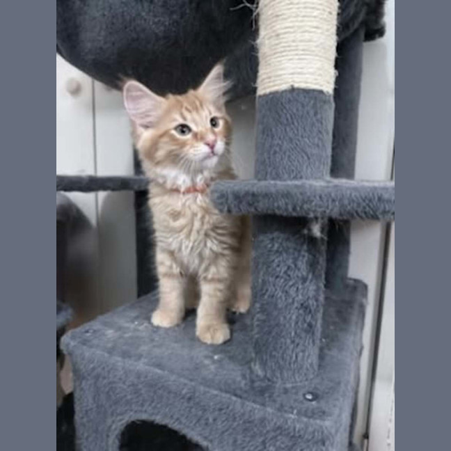 Photo of Tater *9 Lives Project Rescue*