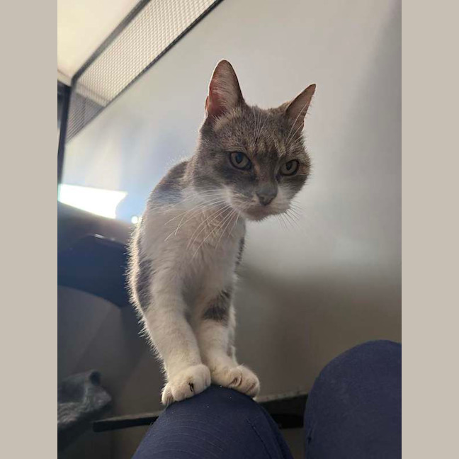 Photo of Sweetie