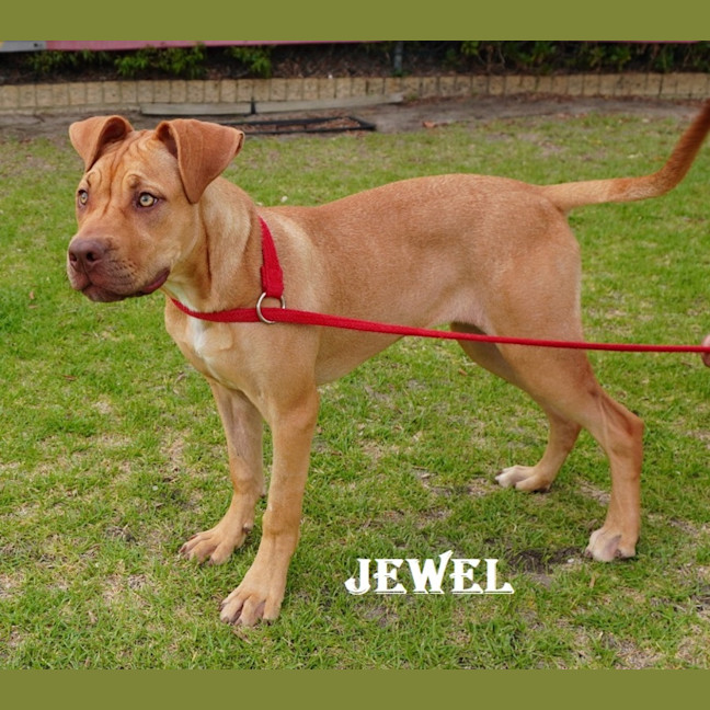 Photo of Jewel