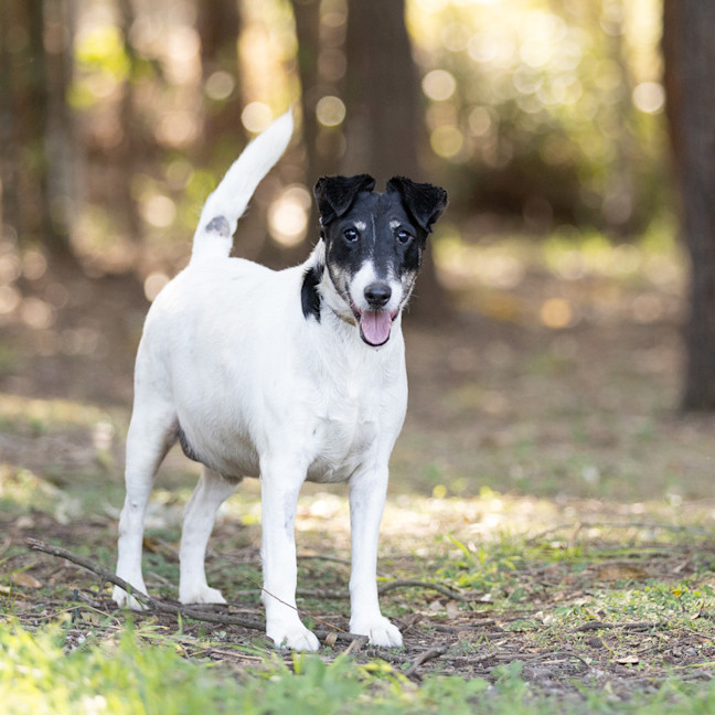 Photo of Cookie