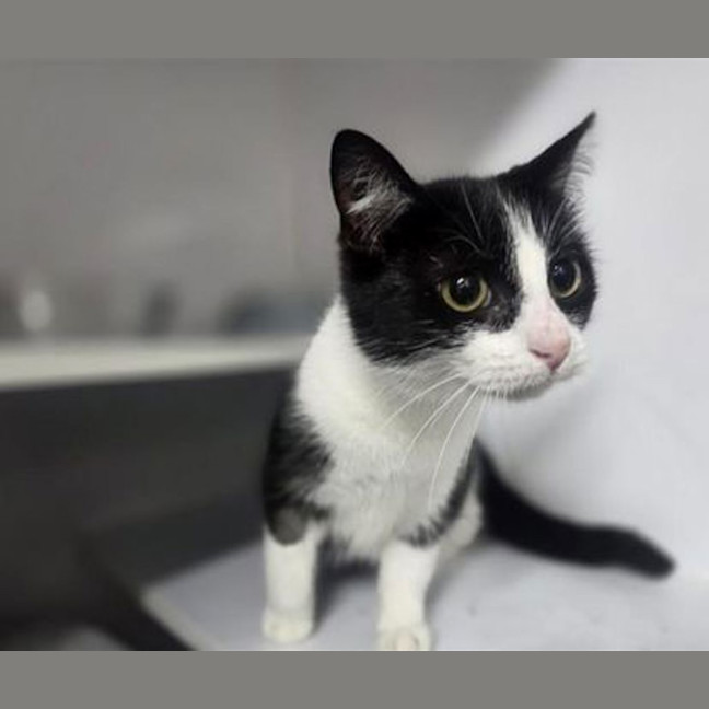Photo of Jasper