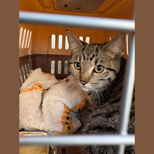 Photo of Taco