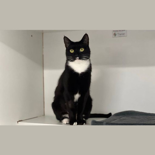 Photo of Sumi The Houdini