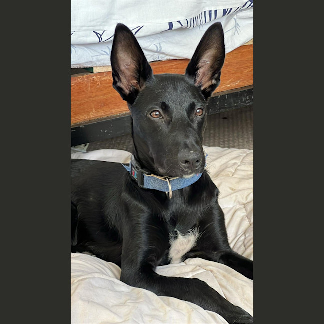 Photo of Jasper