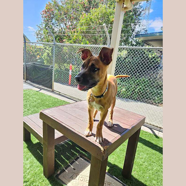 Photo of Darcy