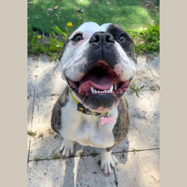 Photo of Lola