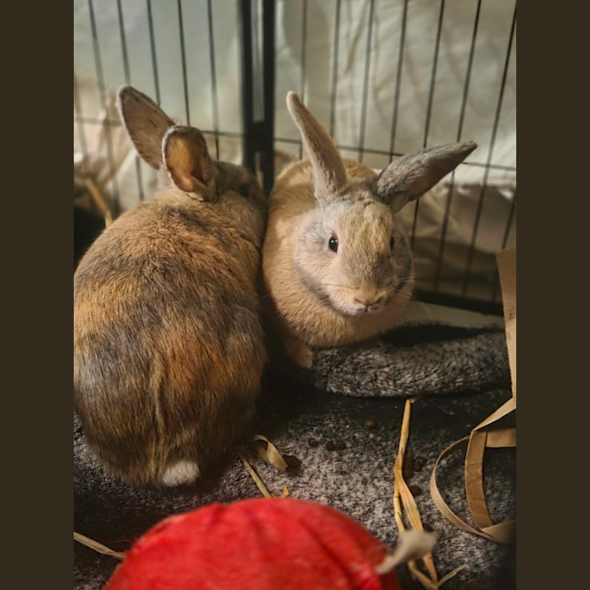 Photo of Piepie & Thunder 