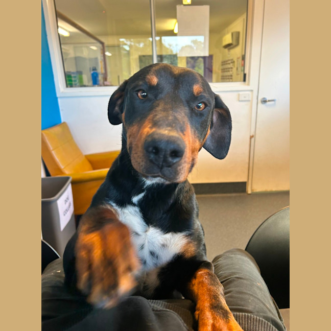 Photo of Smiley Pete