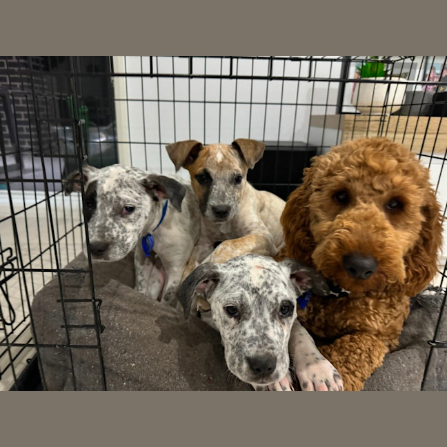 Photo of Coco   13 Week Old Cattle Dog X(trial)