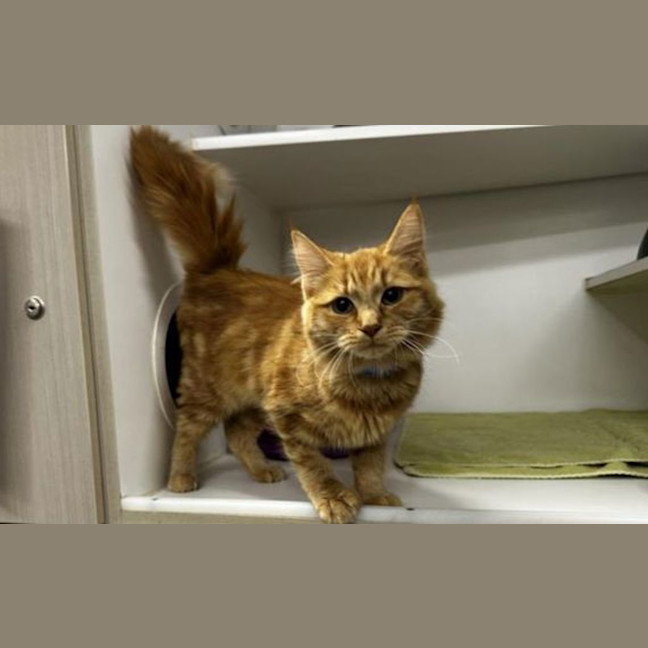 Photo of Pirate 
